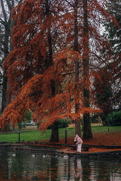 Person interacting with ducks on a park pond shore during autumn, surrounded by vibrant red foliage and tranquil nature