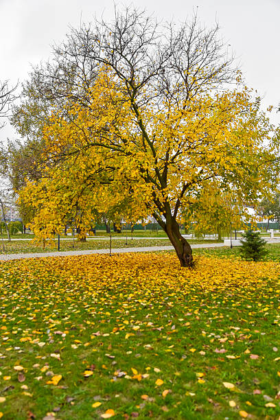 istock Ornamental cherry tree in autumn 2246326387