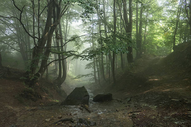 istock A stream in the forest in the Carpathians 2246328160