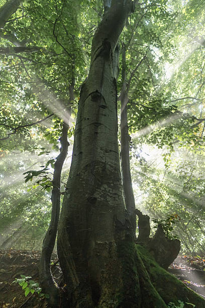 istock Beech tree in the rays of the sun 2246328377