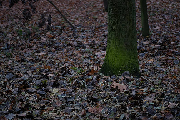 Landscapes, Forest, Carpathians, Photos of nature - Eastern Europe