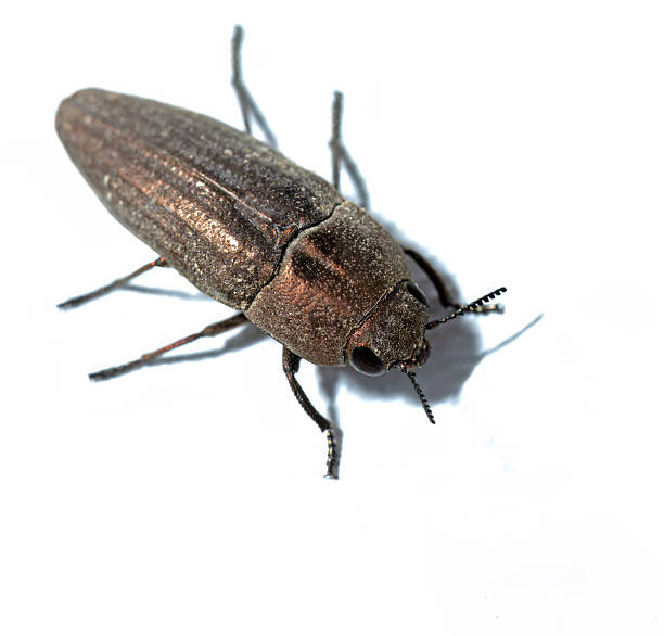 istock Metallic brown click beetle, Elateridae,  insect macro isolated on white background 2246332119