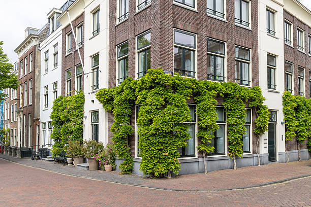 istock Urban greening in Leiden The Netherlands 2246332766
