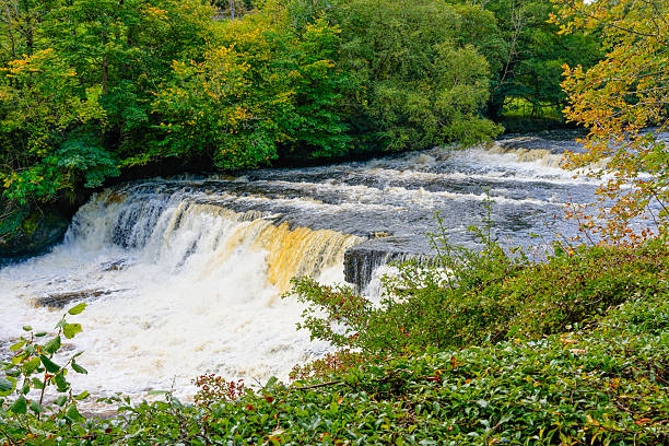 Peering through trees and bushes at one of the waterfalls at Aysgarth Falls, Yorkshire.