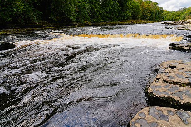 The shallow, fast flowing River Ure tumbles over the limestone steps of Aysgarth Falls.