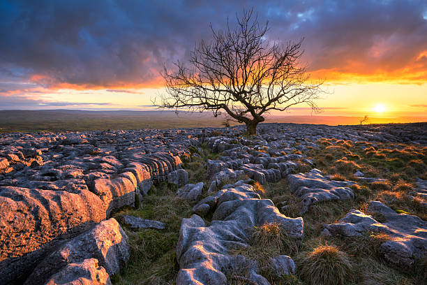 istock Lone Tree Sunset with Limestone Pavement, Yorkshire, England, UK. 2246334410