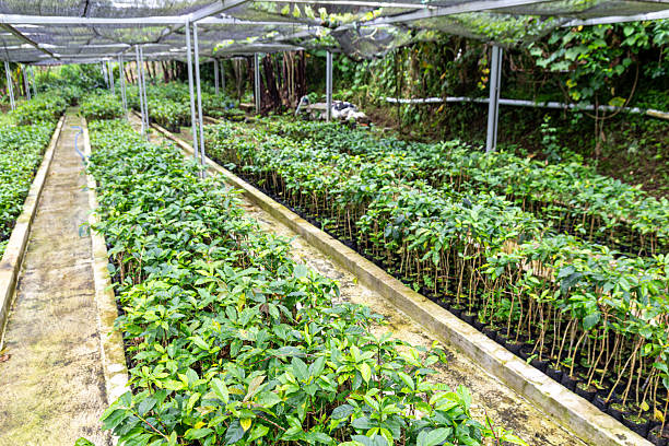 istock Rows of vibrant green coffee seedlings thrive under protective shade netting outdoors 2246334540