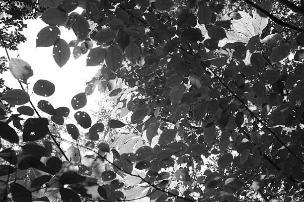 Translucent green leaves of Prunus jamasakura (Yamazakura) glowing in the summer sunlight, photographed in Aobayama, Sendai.