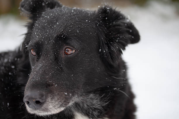 Black dog playing in the snow - winter activity with a friendly pet.