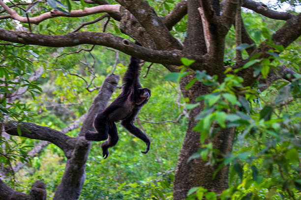 The gibbons' natural behaviors of climbing, hanging, and resting in the forest demonstrate the agility and social nature of primates in tropical ecosystems.