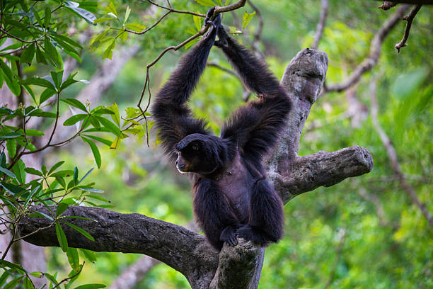 istock Agile gibbons in the tropical rainforest 2246338469