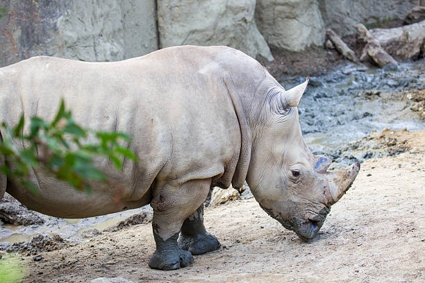 The living conditions of the endangered white rhinoceros in a specific protected area.
