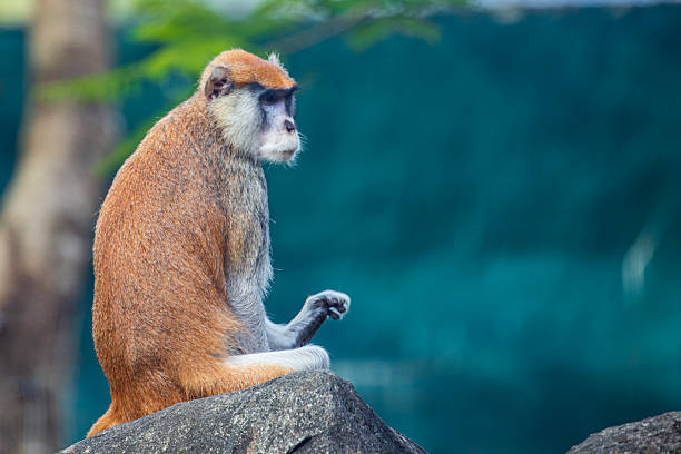 istock Monkeys pondering on the rocks in the zoo 2246339767
