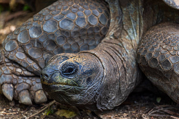 istock Giant tortoises exhibit a natural posture that embodies longevity and a slow-paced lifestyle. 2246340228