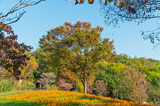 A scenic view of a park in autumn, featuring a large tree with colorful foliage, a field of bright orange cockscomb flowers in the foreground, and a clear blue sky.