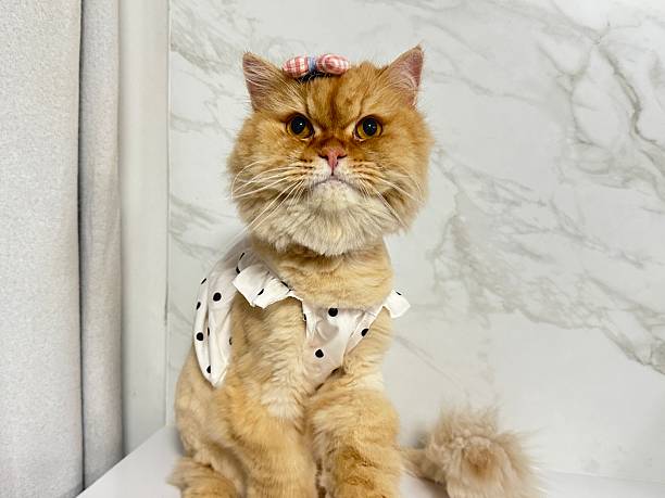 istock Adorable fluffy cat with bow and dress sitting on a white surface against a light marble background, showcasing its charming personality and elegance 2246342656