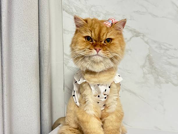 istock Adorable light orange cat with bow tie accessory wearing a chic outfit sitting gracefully against a smooth marble background 2246342659