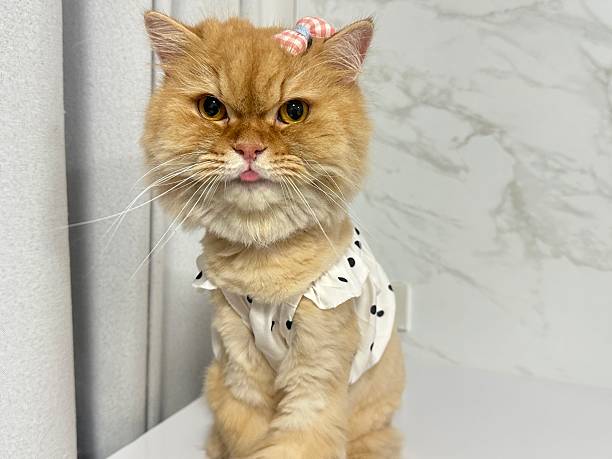 Adorable fluffy orange cat with charming expression wearing cute outfit and bow sitting on a white surface against a light marble background