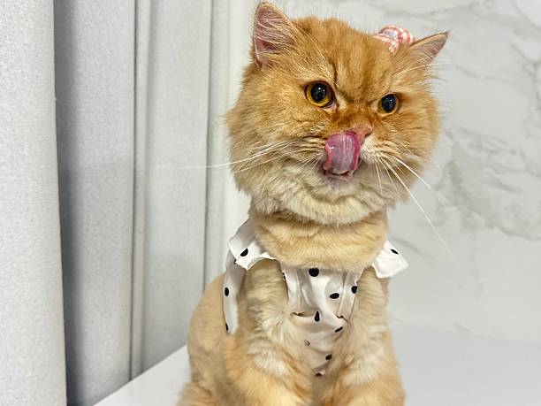 istock Adorable fluffy cat with a playful expression, wearing a cute outfit and licking its lips, showcasing a charming and whimsical personality in a bright setting 2246342668