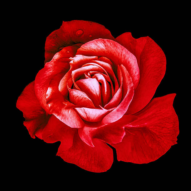 Rose  flower  on  black  isolated background with clipping path.  Closeup. For design. Studio shot.  Nature.