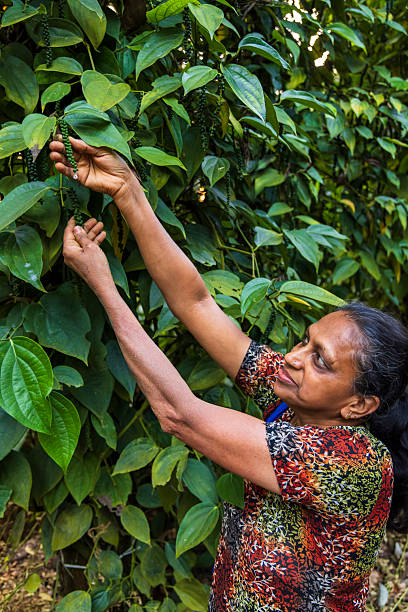 istock Pepper harvest in Munnar, India 2246343984