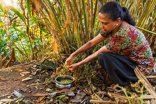 istock Woman harvesting cardamon in Munnar, India 2246344029