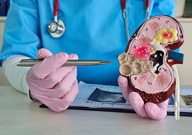 Medical professional explains kidney structure using an anatomical model in a clinical