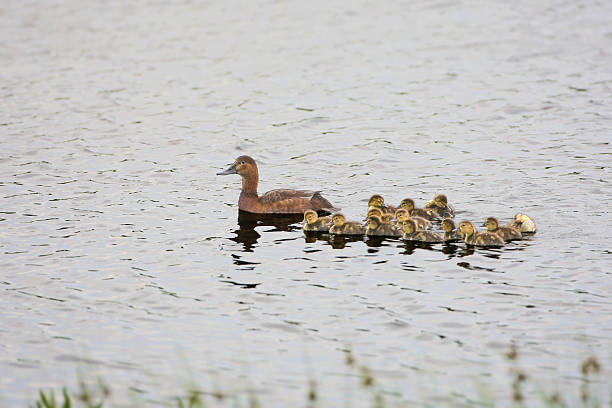 istock Brood of common pochard (Aythya ferina) 2246347027