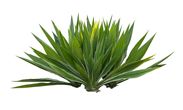 istock Tropical agave plant isolated on white background.This has clipping path. 2246347233