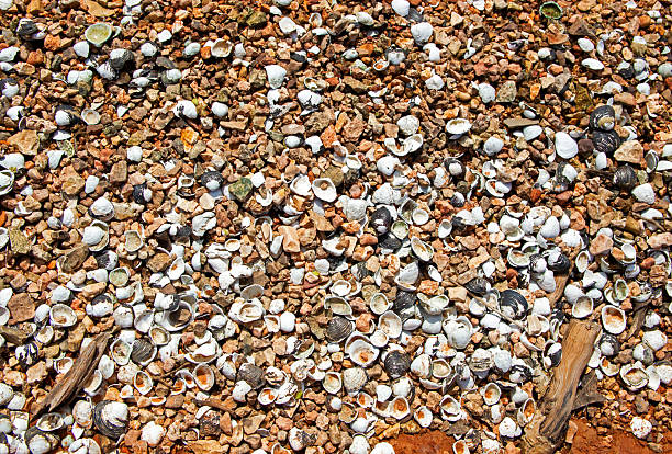 Close up of hundreds of tiny white, black and grown shells background. Bokeh.