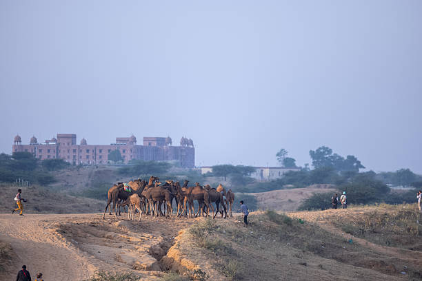 Picture of a camel's face on a stock photo