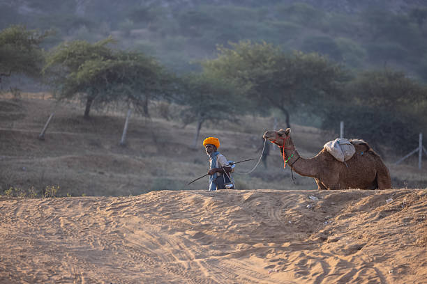 Jaisalmer, Rajasthan, India, November 11, 2024. Indian Man with his Camel on the Sand Dunes of Thar Desert, Jaisalmer, Rajasthan, Indian