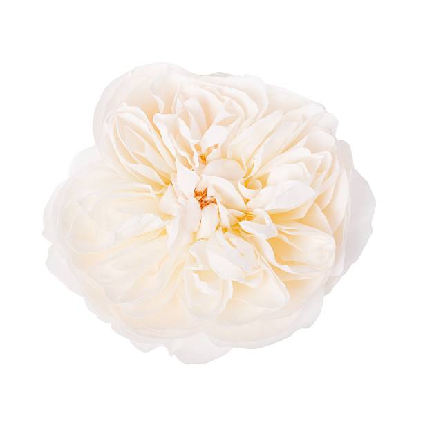istock Isolated white rose flower on transparent background, flat lay top view composition, soft natural light, delicate floral macro for wedding design, spa branding, botanical cosmetic concept 2246353126