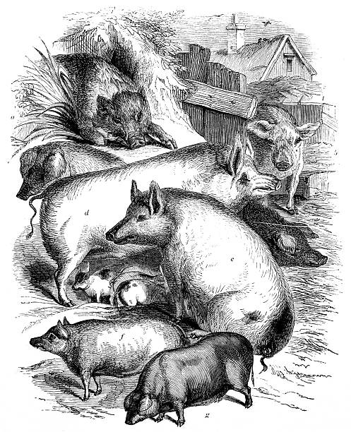 Antique zoology animal illustration: Domestic Hogs