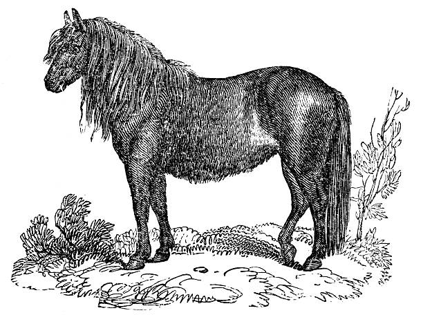 Antique zoology animal illustration: Welsh pony