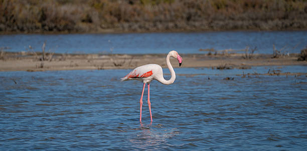 istock Pink Flamingo Standing in Shallow Lagoon Waters 2246354622