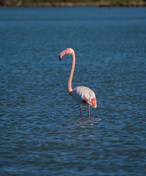 istock Pink Flamingo Standing in Shallow Lagoon Waters 2246354834