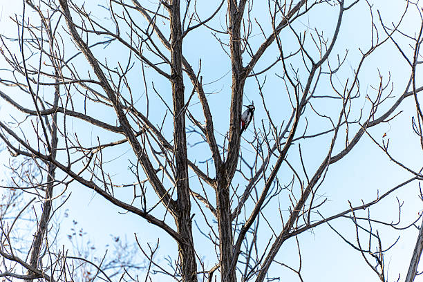 A large spotted woodpecker (Dendrocopos major) sits on a bare tree branch against a clear blue sky. The bird is captured in a natural setting.