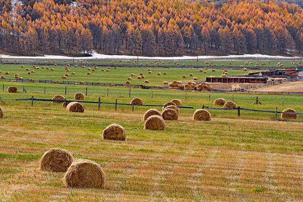 Russia. South of Western Siberia, Altai Mountains. A picturesque view of a mown field with rolls of hay harvested for the winter against the background of snow-capped mountains with autumn larches.