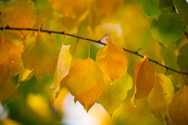 A branch with yellow leaves is shown in the image. The leaves are in various stages of ripeness, with some still green and others turning yellow. Scene is one of autumn