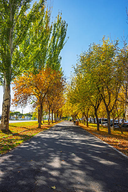 istock A path lined with trees is covered in autumn leaves 2246361841