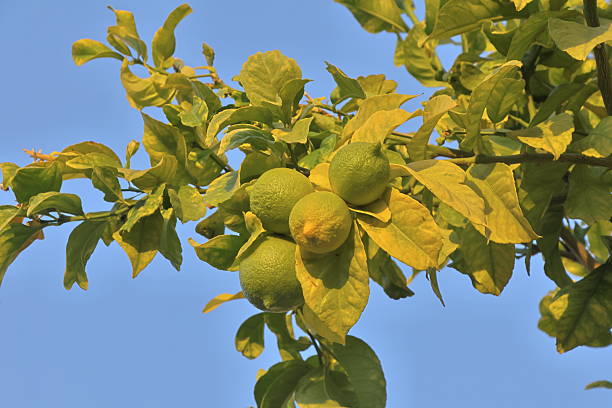 yellow lemons hanging on branch