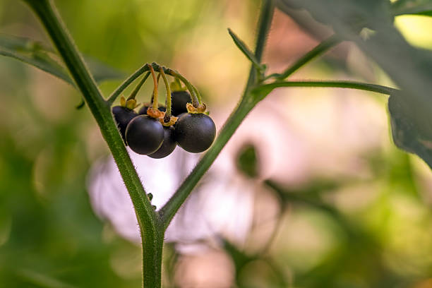A cluster of black berries on a plant. The plant is green and has leaves
