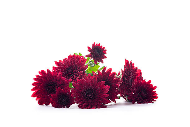 istock Fresh red chrysanthemums with green leaves on white surface 2246362284