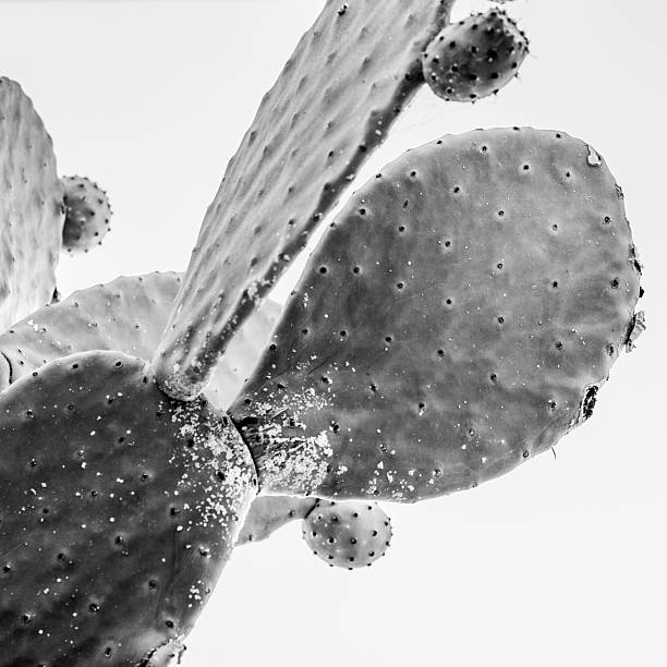 istock Black and White Prickly Pear Cactus Close-Up 2246362571