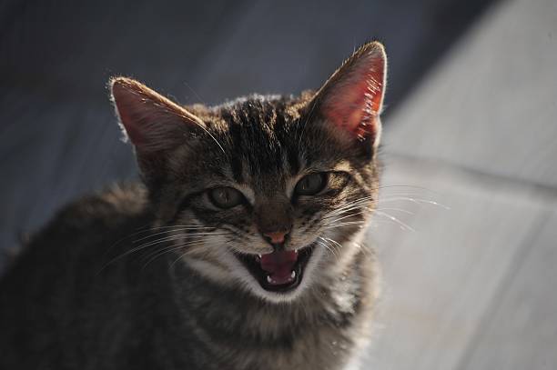 Sunshine, yawning cat, green background