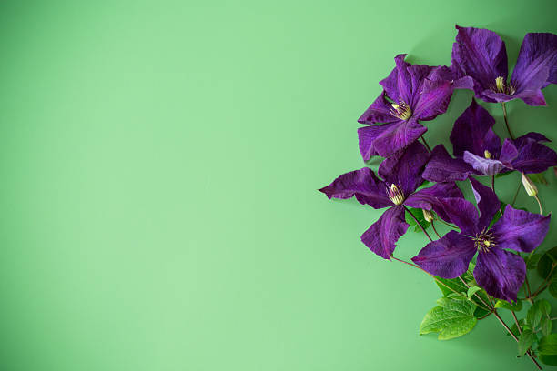 holiday card with clematis and clean space.