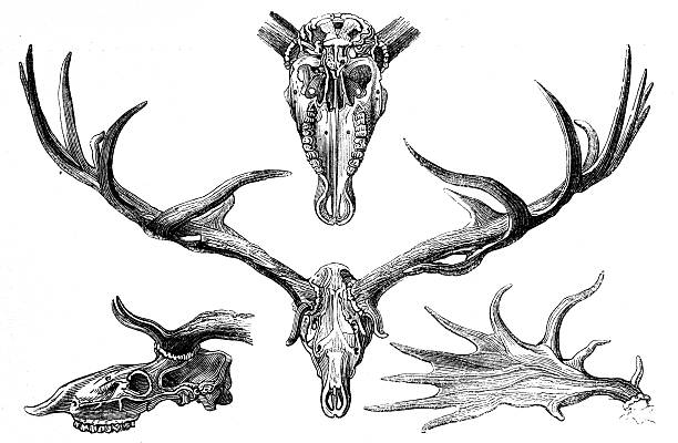 Antique zoology animal illustration: Skull of fossil elk