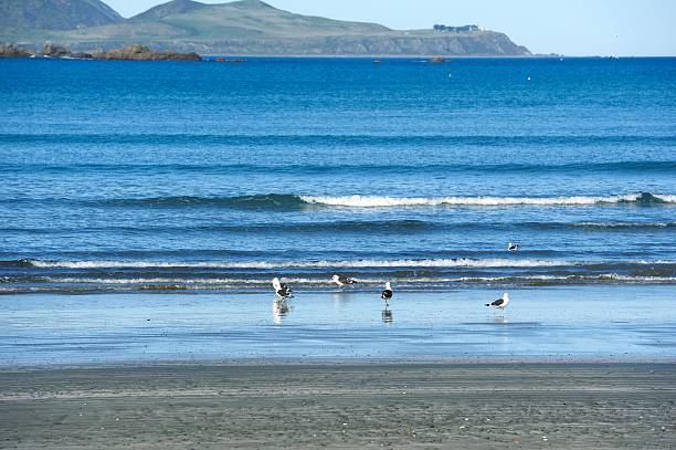 istock Silver Gulls  hunting for food on the shoreline 2246362853