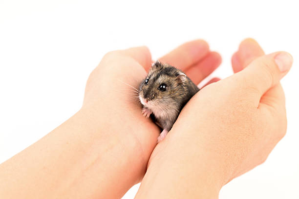 istock A small hamster is in a person's hand 2246363768